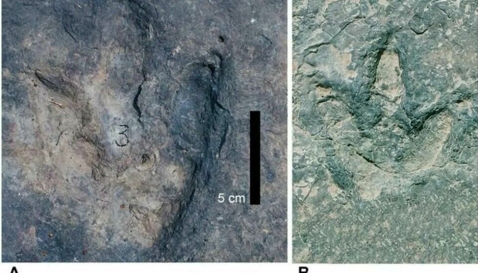 To avtrykk i Kamerun fra det forskerne mener er Theropod-dinosaurer. To avtrykk i Kamerun fra det forskerne mener er Theropod-dinosaurer. Foto: SMU