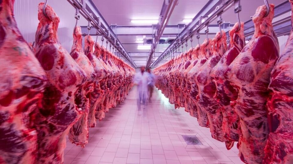Illustrasjonsbilde fra et halal-slakteri med storfeskrotter.