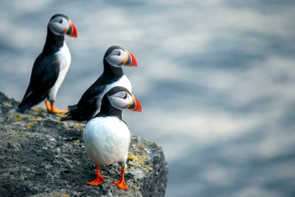 Lundefugler på Vestmannaeyjar. Fulgen blir ofte kalt sjøpapegøye eller «havets papegøye» og tilhører alkefamilien, den samme som, den utryddede geirfuglen. Lundefugler på Vestmannaeyjar. Fulgen blir ofte kalt sjøpapegøye eller «havets papegøye» og tilhører alkefamilien, den samme som, den utryddede geirfuglen. Foto: Oleg Troino / Shutterstock / NTB
