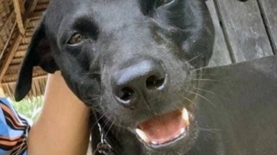 Hunden Canon mistet livet etter å ha blitt beslaglagt av lokale myndigheter i Indonesia. Dødsfallet og video som viser mulig mishandling i forkant, har opprørt befolkningen.