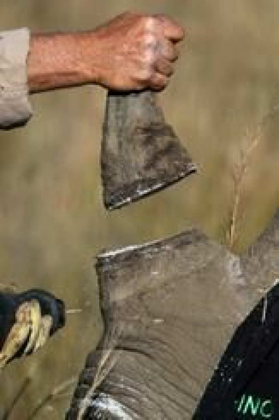 Et bedøvd neshorn får fjernet hornet sitt i Pilanesberg vilreservat i Sør-Afrika i fjor. Myndighetene gjør dette for å gjøre neshorn mindre attraktive for krypskyttere. Et bedøvd neshorn får fjernet hornet sitt i Pilanesberg vilreservat i Sør-Afrika i fjor. Myndighetene gjør dette for å gjøre neshorn mindre attraktive for krypskyttere. Foto: Siphiwe Sibeko / NTB/Reuters