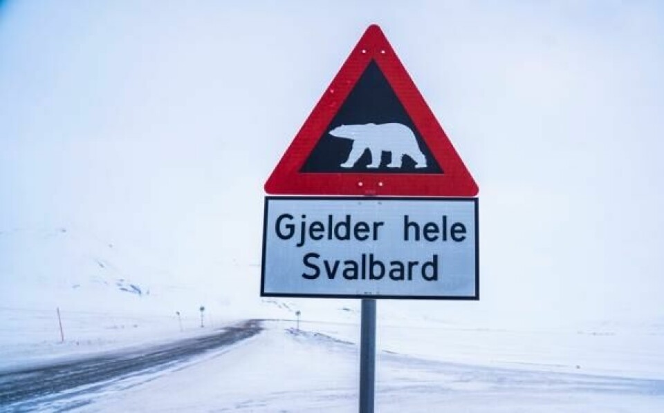 Et fareskilt som advarer mot isbjørn utenfor Longyearbyen på Svalbard.