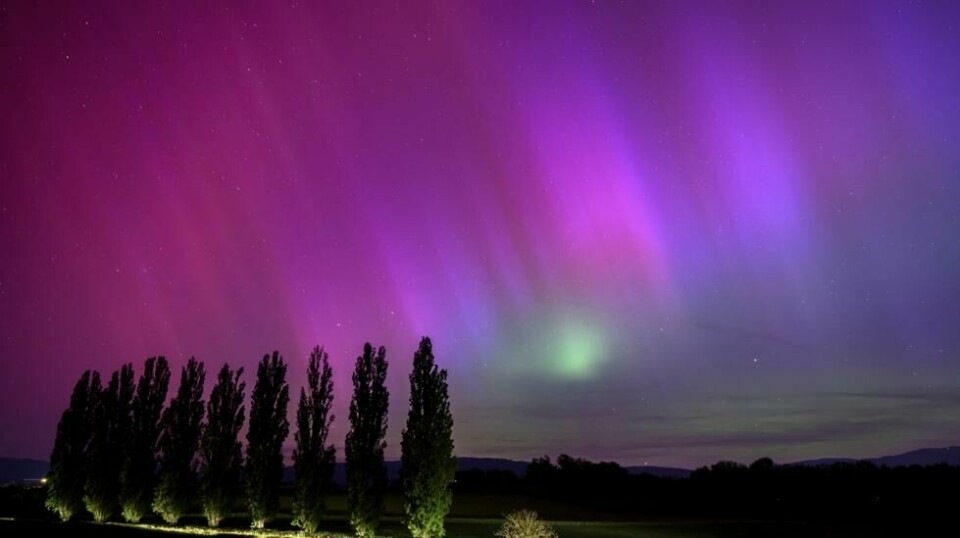 På dette langtidseksponerte bildet kjører en bil forbi og lyser opp popler mens nordlyset gløder på nattehimmelen over landsbyen Daillens i Sveits, tidlig lørdag 11. mai 2024. Foto: Laurent Gillieron / AP / NTB