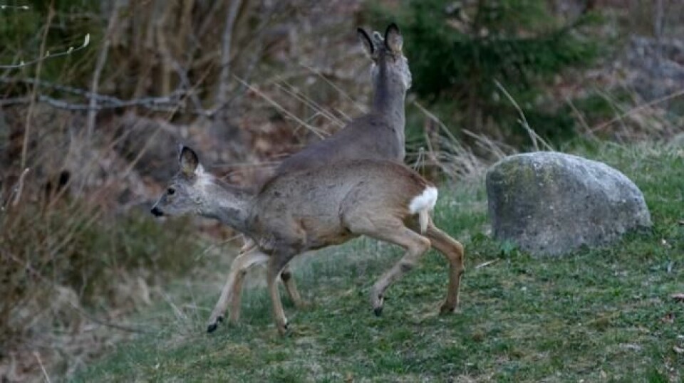 Rådyr lever farlig i nærheten av en bilvei eller toglinje. 4.303 rådyr ble påkjørt og drept i jaktåret 2015/2016. Foto: Terje Pedersen / NTB scanpix Rådyr lever farlig i nærheten av en bilvei eller toglinje. 4.303 rådyr ble påkjørt og drept i jaktåret 2015/2016. Foto: Terje Pedersen / NTB scanpix