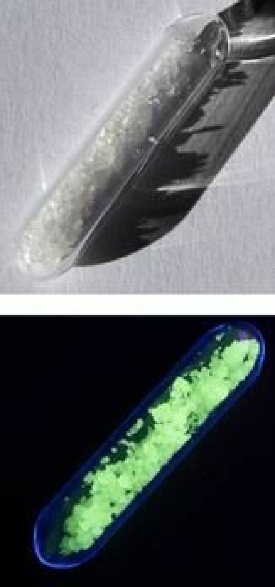 Terbium, i form av terbiumsulfat, har blant annet selvlysende egenskaper. Metallet er mykt, og leder strøm svært godt. Terbium, i form av terbiumsulfat, har blant annet selvlysende egenskaper. Metallet er mykt, og leder strøm svært godt. Foto: CC 1.0
