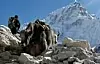 Yak-okser passerer en fjellvandrer på vei til Everest Base Camp nær Gorakshep i Nepal. Arkivfoto fra lørdag 24. oktober 2015. Foto: Tashi Sherpa / AP