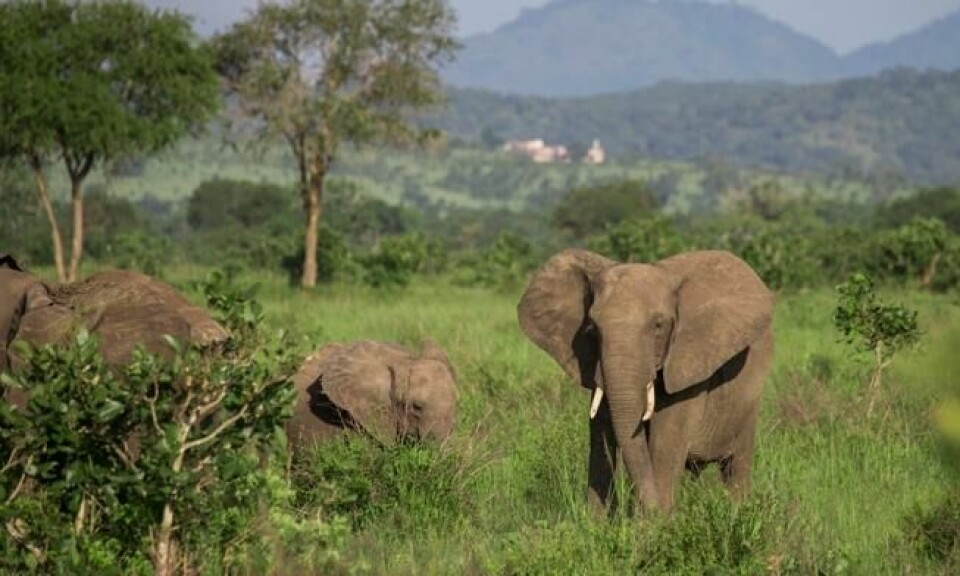 Minst 20.000 afrikanske elefanter blir hvert år drept av krypskyttere på grunn av etterspørsel i Asia. Foto: Rob Beechey/WWF Minst 20.000 afrikanske elefanter blir hvert år drept av krypskyttere på grunn av etterspørsel i Asia. Foto: Rob Beechey/WWF