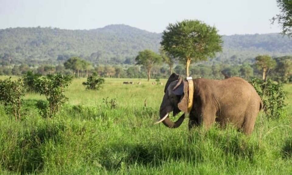 – Denne elefantmerkingen er et viktig, første skritt for å oppnå målet om at ingen elefanter skal bli drept av krypskyttere, sier Asukile Kajuni i WWF-Tanzania. Foto: Rob Beechey/WWF – Denne elefantmerkingen er et viktig, første skritt for å oppnå målet om at ingen elefanter skal bli drept av krypskyttere, sier Asukile Kajuni i WWF-Tanzania. Foto: Rob Beechey/WWF