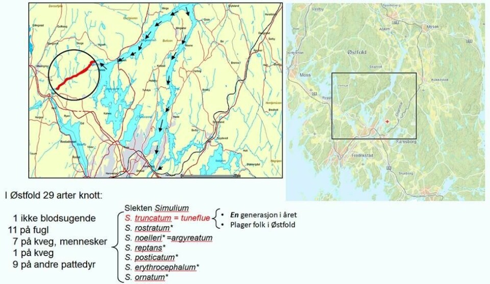 Tunefluas «paradis» ligger i en sideelv av Glomma nord for Fredrikstad og Sarpsborg. Tunefluas «paradis» ligger i en sideelv av Glomma nord for Fredrikstad og Sarpsborg. Foto: Naturhistorisk museum, Universitetet i Oslo