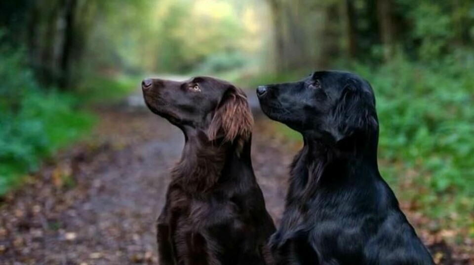 To tredeler av hundene av rasen flatcoated retriever har en mutasjon som gjør dem ekstra sultne, samtidig som de brenner mindre energi enn hunder uten denne mutasjonen.
