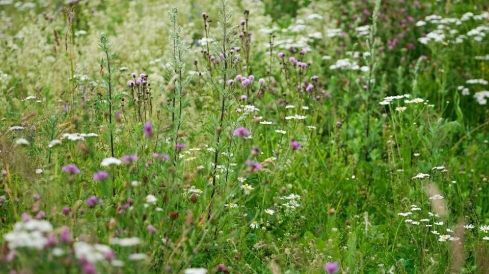 Blomsterenger er viktige for insekter. Flere ønsker å ta ansvar for de små dyrenes overlevelse. Foto: Amanda Pedersen Giske / NTB