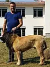 Selv om Abbe er en stor hund, skjønner matfar Sven lite av at noen tror han er en løve. Foto: Privat