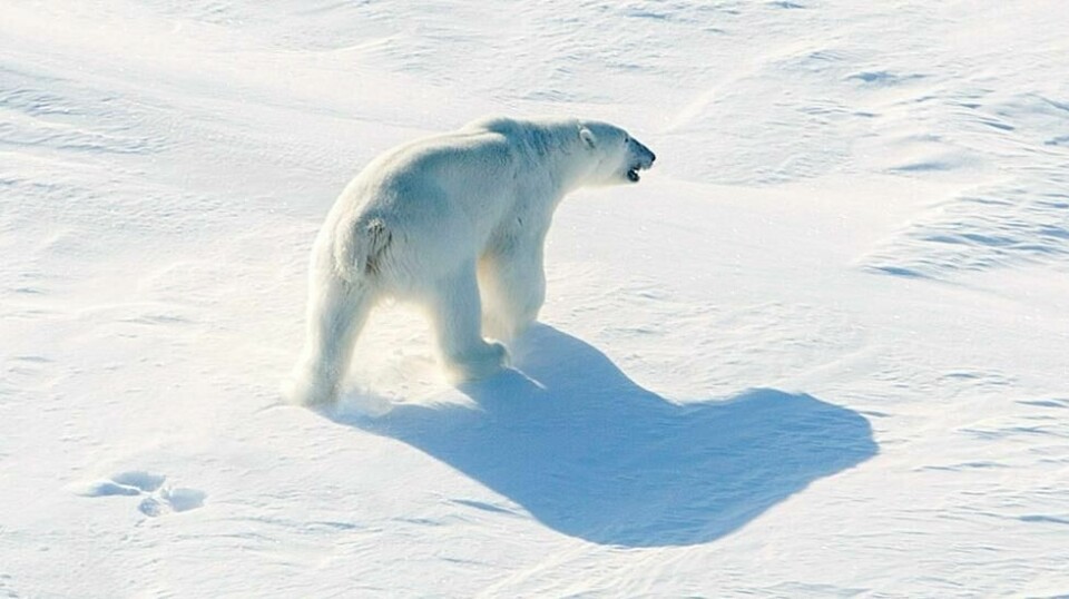 Sysselmesteren på Svalbard sier det kommer til å være et høyt fokus rettet mot unødvendig forstyrrelse av isbjørn i tiden fremover. Illustrasjonsfoto: Tore Meek / NTB