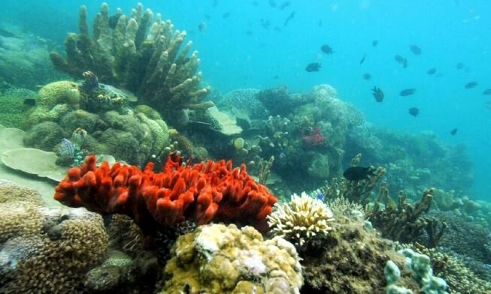 75 prosent av verdens korallrev er truet av blant annet klimaendringer og forurensning. 75 prosent av verdens korallrev er truet av blant annet klimaendringer og forurensning. Foto: Romeo Gacad / AFP / NTB scanpix