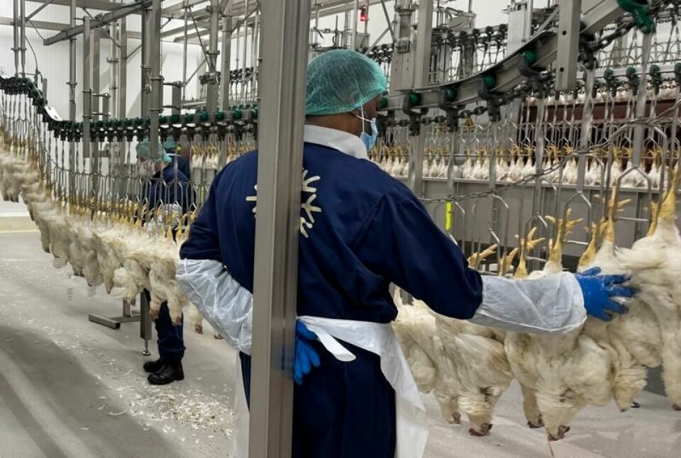 Norsk Kylling har startet produksjonen av halalkylling. Under halalslakt blir kyllingene velsignet med bønn før slakting.