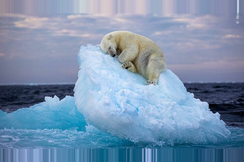 Dette bildet av en isbjørn som har funnet et sted å sove på et lite isfjell utenfor Svalbard vant publikumsprisen i den prestisjefylte konkurransen Wildlife Photography of the Year. Dette bildet av en isbjørn som har funnet et sted å sove på et lite isfjell utenfor Svalbard vant publikumsprisen i den prestisjefylte konkurransen Wildlife Photography of the Year. Foto: ©Nima Sarikhani (Storbritannia)