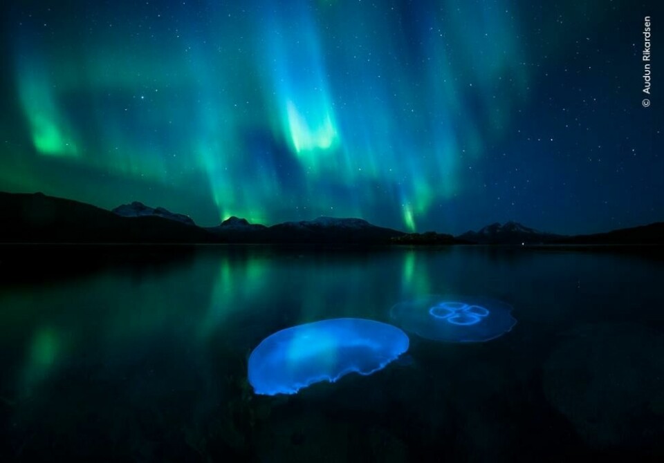 Den norske naturfotografen Audun Rikardsen kom med i finaleheatet for publikumsprisen med dette bildet av glassmaneter opplyst av nordlys i en fjord utenfor Tromsø. Den norske naturfotografen Audun Rikardsen kom med i finaleheatet for publikumsprisen med dette bildet av glassmaneter opplyst av nordlys i en fjord utenfor Tromsø. Foto: Audun Rikardsen