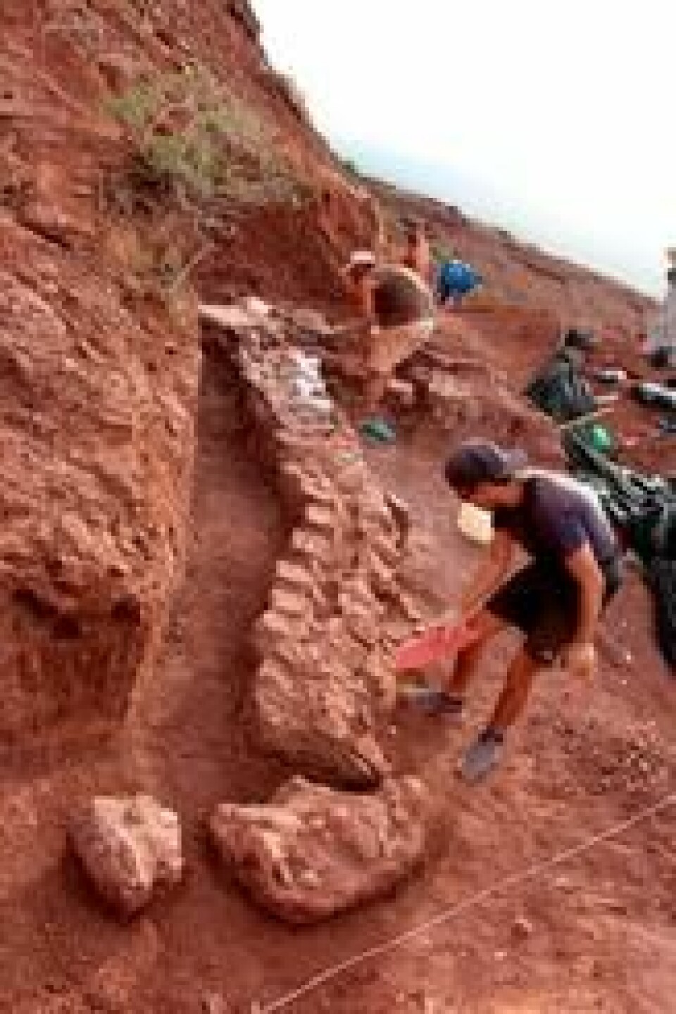 Restene av den 98 millioner år gamle dinosauren vekker stor oppsikt. Man tror at om man finner restene av dinosauren så kan det vise seg å være verdens største fossilfunn. Restene av den 98 millioner år gamle dinosauren vekker stor oppsikt. Man tror at om man finner restene av dinosauren så kan det vise seg å være verdens største fossilfunn. Foto: Jose Luis Carballido / AFP