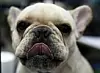 Mange franske bulldoger lider for skjønnheten og har pusteproblemer på grunn av svært kort snute. Foto: AP / NTB scanpix.