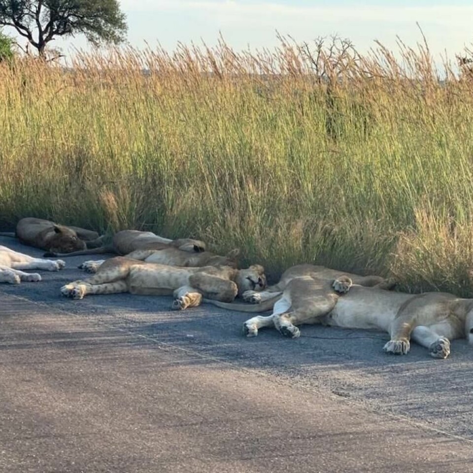 Koser seg: Løvene har tatt over området som normalt ville vært svært turistifisert. Koser seg: Løvene har tatt over området som normalt ville vært svært turistifisert. Foto: Richard Sowry/Kruger national park
