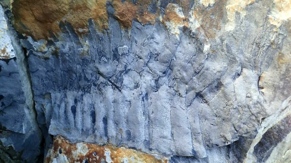 Fossilen av kjempetusenbenet Arthropleura ble funnet i et strandområde i Northumberland nord for Newcastle nord i England.