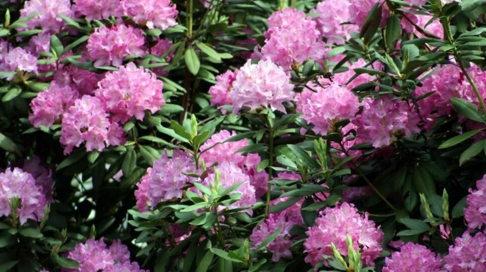 Rhododendron er både vakker og velduftende innslag i enhver hage. Ikke minst er den uaktuell for brunsneglen som ellers spiser det den kommer over. Foto: cribogs/Flickr