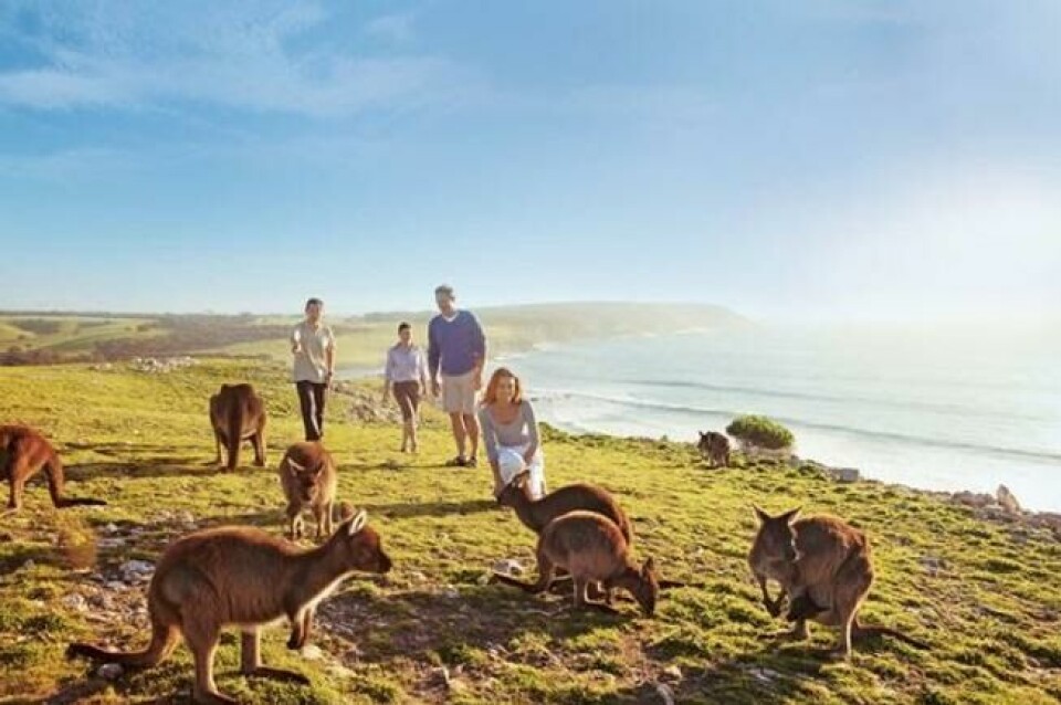 På Kangaroo Island i Sør-Australia kan du blant annet møte kenguruer. Foto: Australiareiser På Kangaroo Island i Sør-Australia kan du blant annet møte kenguruer. Foto: Australiareiser