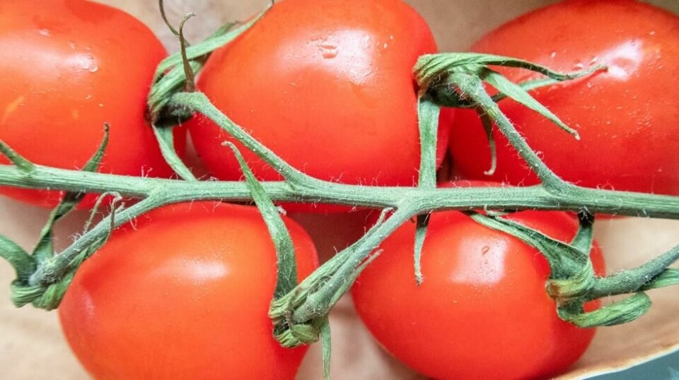 De første norske tomatene for sesongen er å finne i enkelte butikker. Foto: Gorm Kallestad / NTB