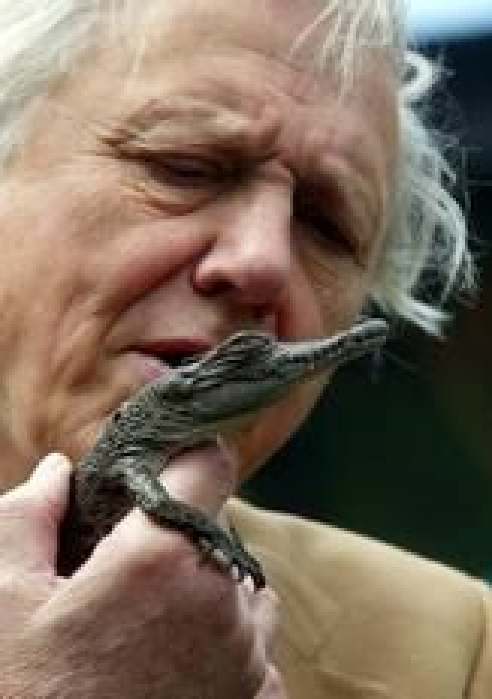 Sir David Attenborough hold er en ung saltvannskrokodille under et besøk i Taronga Zoo i Sydney, Australia i 2003. Foto: AP Photo/Dan Peled Sir David Attenborough hold er en ung saltvannskrokodille under et besøk i Taronga Zoo i Sydney, Australia i 2003. Foto: AP Photo/Dan Peled