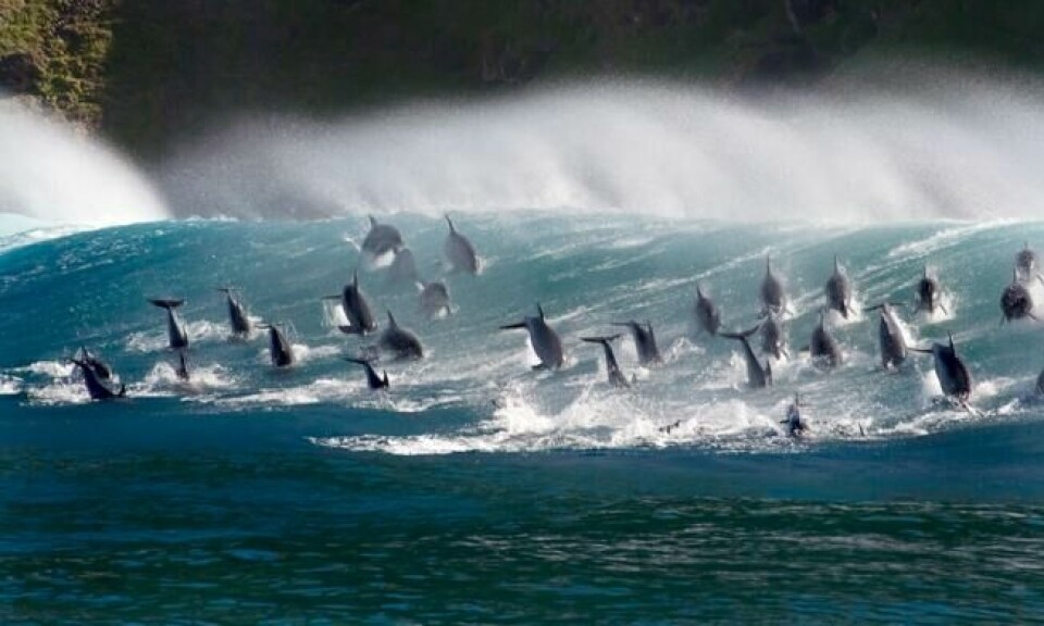 Delfiner surfer på bølgene. Foto: BBC Earth Delfiner surfer på bølgene. Foto: BBC Earth