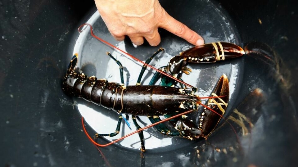 Minstemålet på hummer er 25 cm fra hode til hale. Denne oppfyller ikke kravet og må setts ut igjen på akkurat samme sted som den ble fanget. Foto: Marit Hommedal / NTB Scanpix