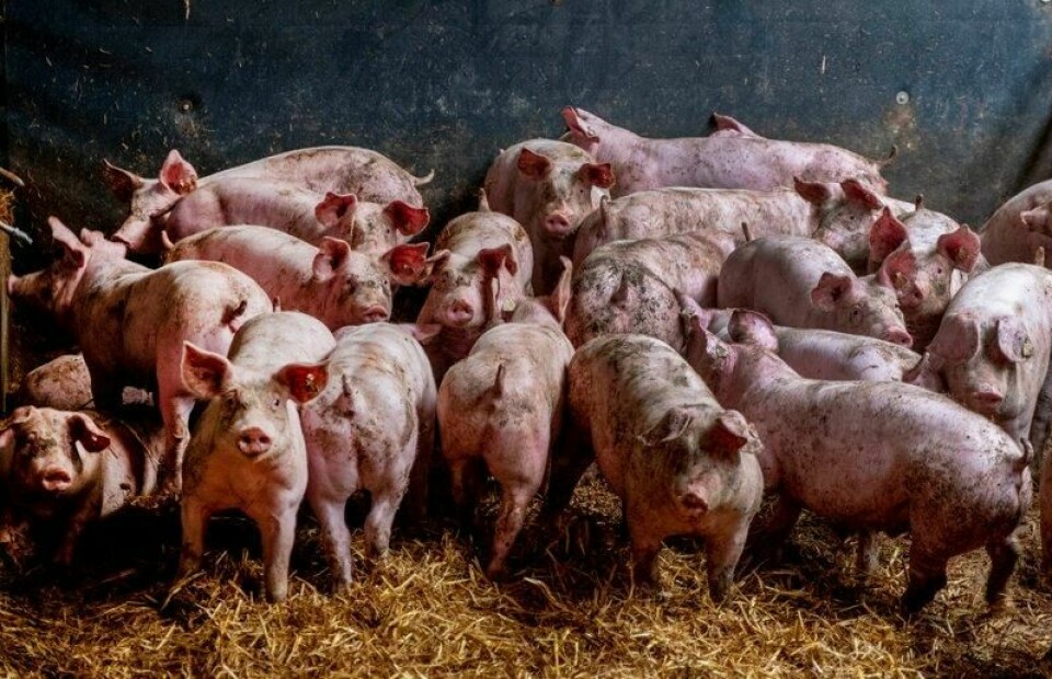 Den spanske staten anklages for miskjøtsel av forurensingen fra svinefarmer i Galicia. Bekymringen er stor for at grunnvannet blir forurenset av sterkt kreftframkallende stoffer. Her et bilde fra en svinefarm utenfor Frankfurt i Tyskland. Arkivfoto: Michael Probst / AP / NTB
