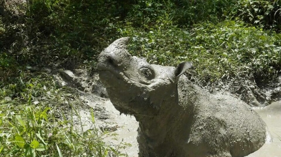 Tam, Malaysias aller siste sumatraneshorn-hann, døde mandag. Her er han fotografert mens han tar seg et gjørmebad i 2014.