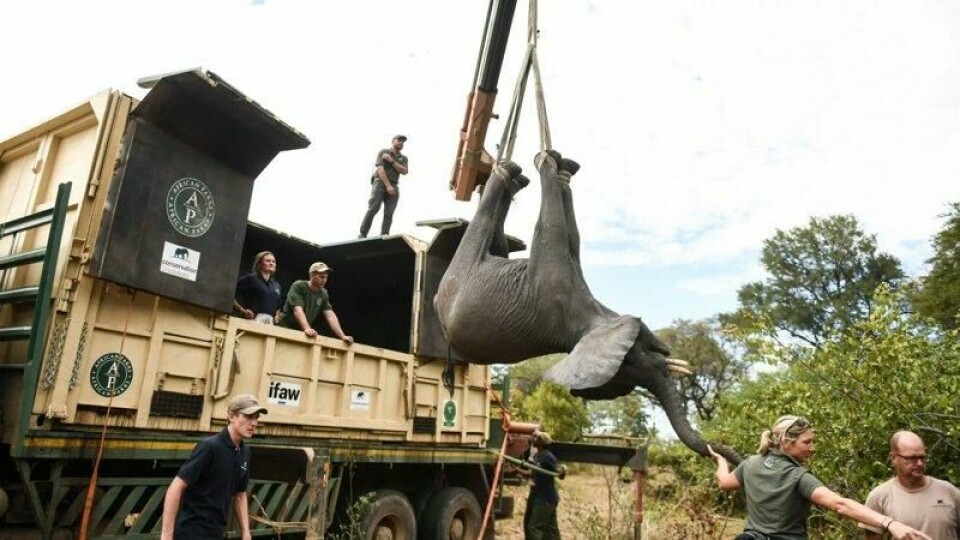Den internasjonale dyrevernorganisasjonen Ifaw bidro til å flytte 263 elefanter til en nasjonalpark i Malawi. Det resulterte i dødsfall og ødelagte avlinger, hevder lokalbefolkningen. De har nå hyret inn et britisk advokatfirma for å ta rettslige skritt.