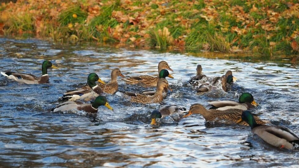 Sitting duck: Leopold Axel Løvenskiold ønsker å importere 10 000 ender for jakt i sommer.