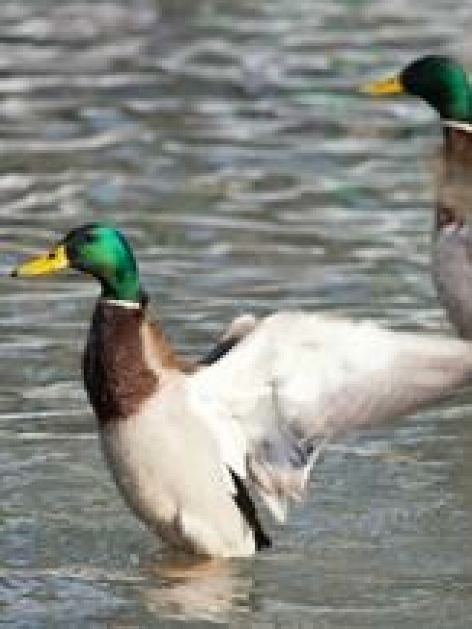 Miljøfare: Spørsmålet er om store mengder importerte ender utgjør en fare for norsk natur og dyreliv. Miljøfare: Spørsmålet er om store mengder importerte ender utgjør en fare for norsk natur og dyreliv. Foto: Colourbox
