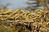 En sverm gresshopper hviler på en grein ved byen Nanyuki i Kenya under den første runden med svermer i vinter. Foto: Reuters / NTB scanpix.