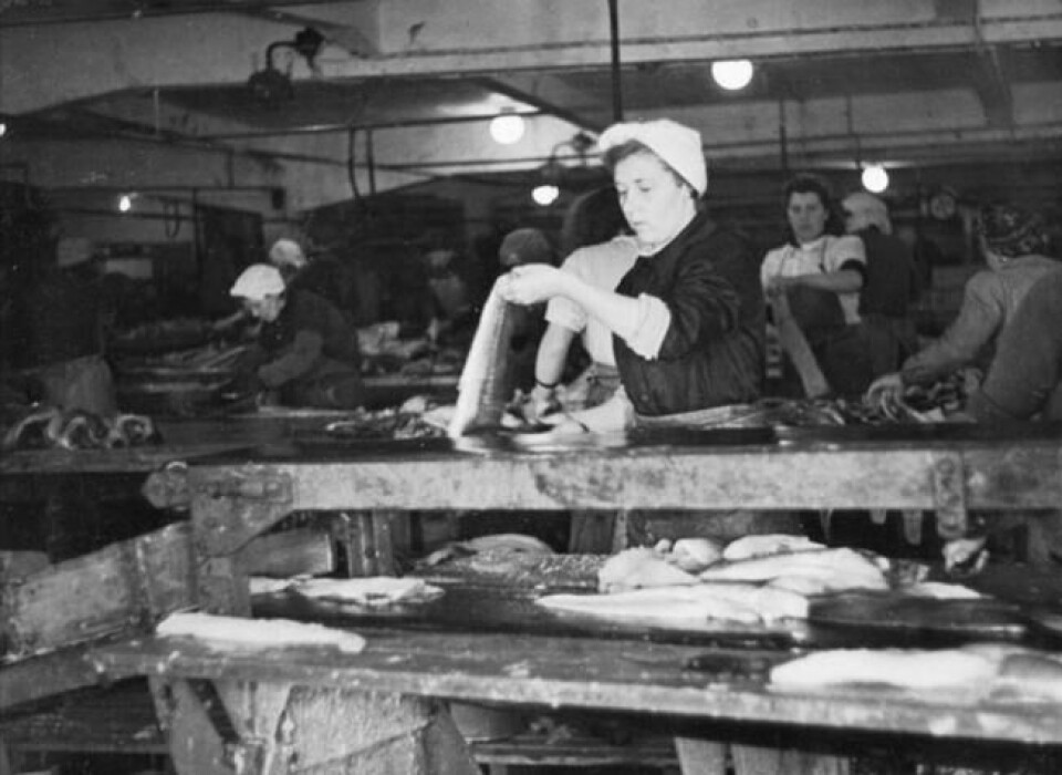Fjerning av skinn var kvinnearbeid på Fiskefilet AS. Maten gikk til nazi-soldater ved fronten og det tyske hjemmemarkedet. Fjerning av skinn var kvinnearbeid på Fiskefilet AS. Maten gikk til nazi-soldater ved fronten og det tyske hjemmemarkedet. Foto: Nordlandsmuseet