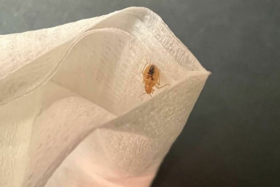 En uheldig amerikansk passasjer på en American Airlines-flyvning, oppdaget dette veggedyret som kravlet på ham. En uheldig amerikansk passasjer på en American Airlines-flyvning, oppdaget dette veggedyret som kravlet på ham. Foto: HaddawayThrowaway978 / Reddit