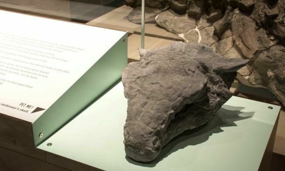 Denne modellen gir deg muligheten til å stryke fingrene over hodet på nodosauren. Foto: Royal Tyrrell Museum Denne modellen gir deg muligheten til å stryke fingrene over hodet på nodosauren. Foto: Royal Tyrrell Museum