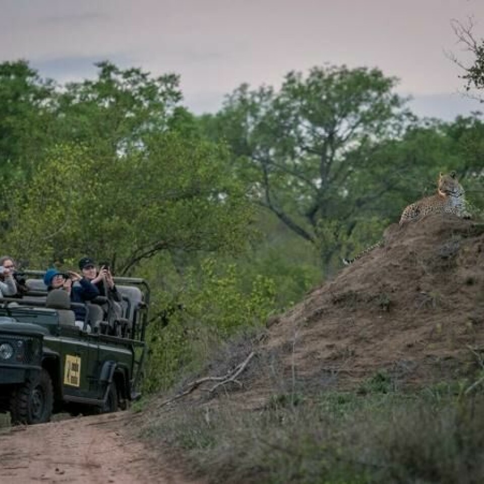 MILJØ: Noen ganger er det stilig å kunne fange hele miljøet rundt et foto, som denne gruppen på tur. De har kommet over en leopard som koser seg på høyden til høyre. MILJØ: Noen ganger er det stilig å kunne fange hele miljøet rundt et foto, som denne gruppen på tur. De har kommet over en leopard som koser seg på høyden til høyre.