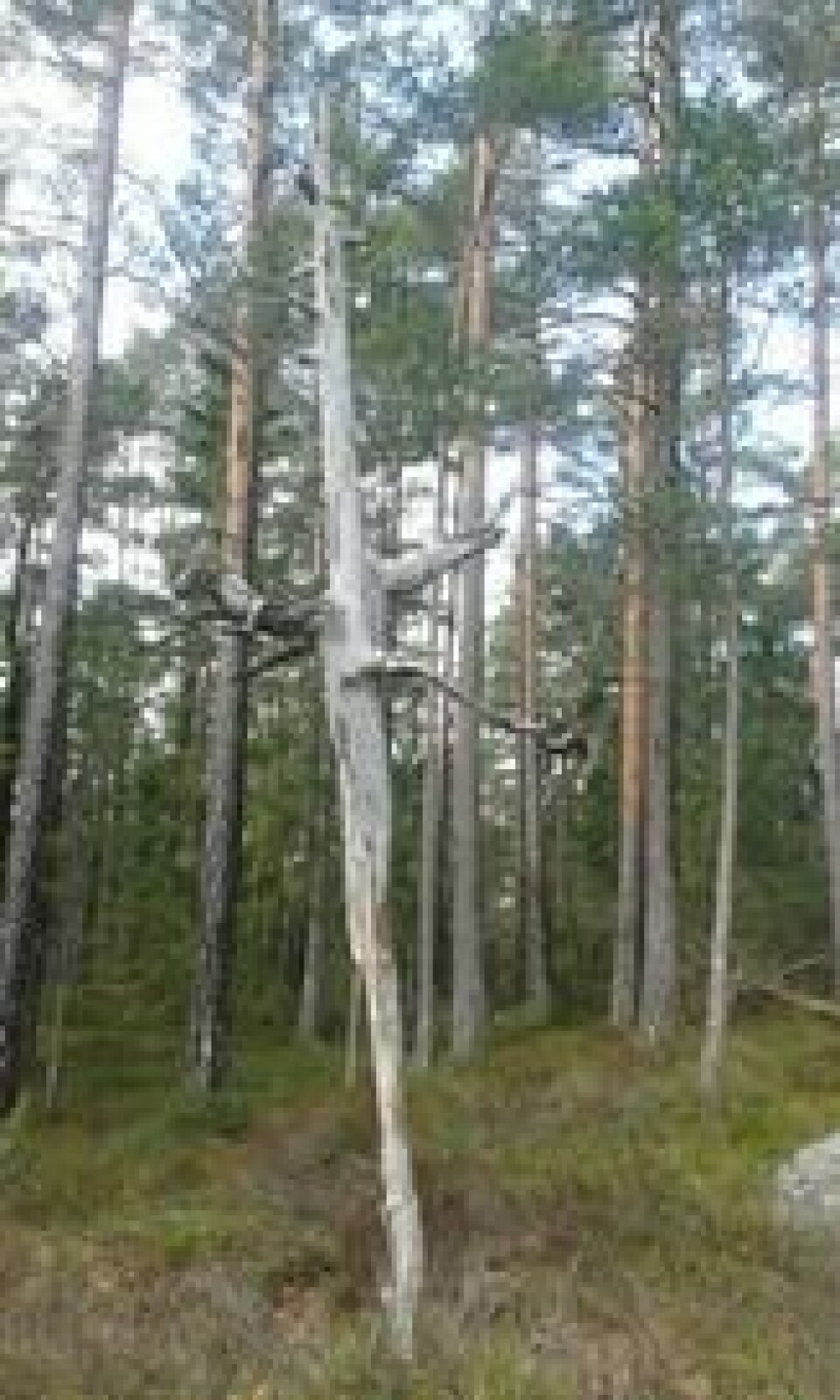 Selv om det gamle treet har stått der i mange år og trosset vær og vind, skal det ikke så mye til før den går i bakken. Foto: Karl Øyvind Lindheim Selv om det gamle treet har stått der i mange år og trosset vær og vind, skal det ikke så mye til før den går i bakken. Foto: Karl Øyvind Lindheim