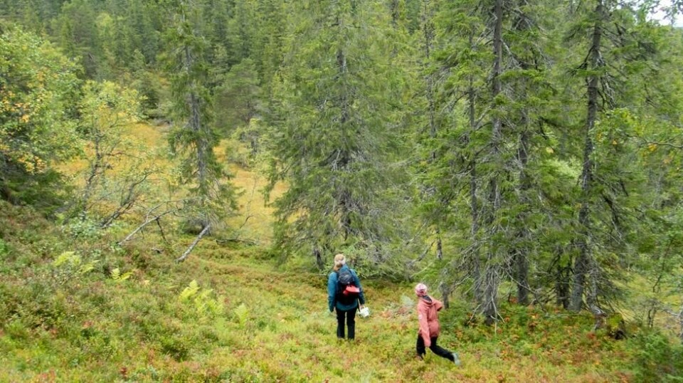 Illustrasjonsfoto: Gorm Kallestad / NTB