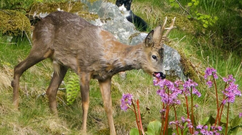På dette bildet fra 2008, følger katten Molly nysgjerrig med på en rådyrbukk som tar for seg av de vakre vårblomstene i en hage i Oslo. Foto: Heiko Junge / Scanpix