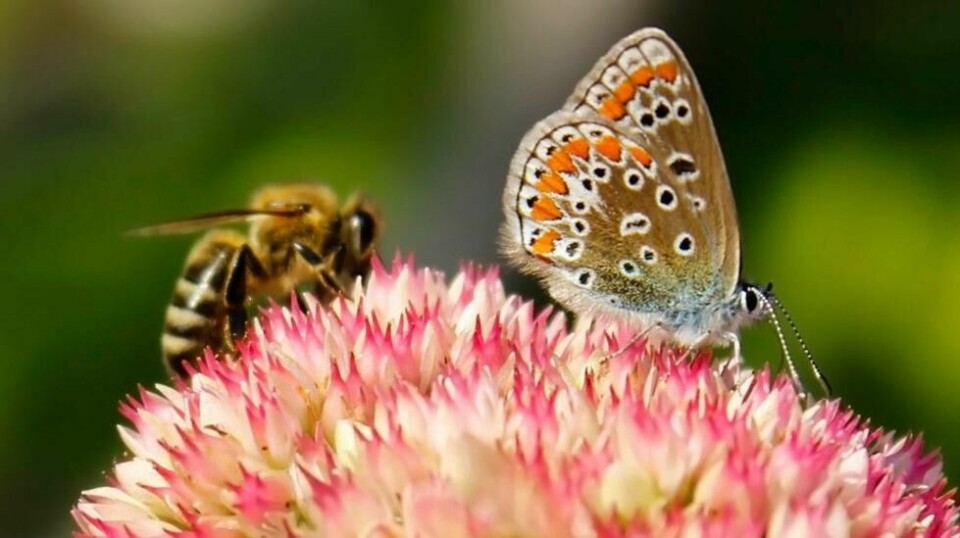 Bier og sommerfugler er blant insektene som er mest utsatt for det naturvernere beskriver som en insektapokalypse. Foto: M.M.art / Shutterstock / NTB scanpix