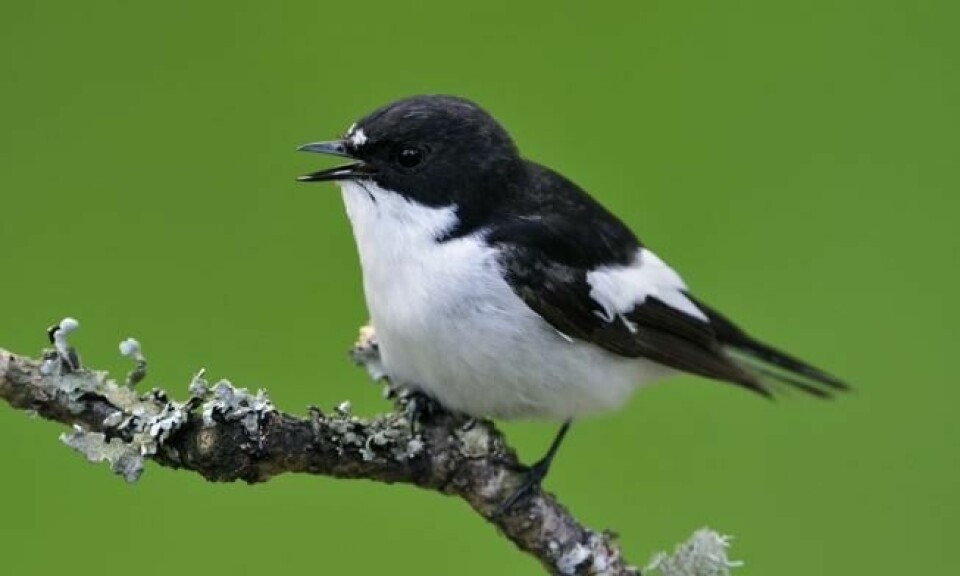 Svarthvitfluesnapperen er en av flere arter som opplever sterk nedgang i antall som følge av minkende mengde insekter. Foto: Shutterstock / NTB Scanpix Svarthvitfluesnapperen er en av flere arter som opplever sterk nedgang i antall som følge av minkende mengde insekter. Foto: Shutterstock / NTB Scanpix