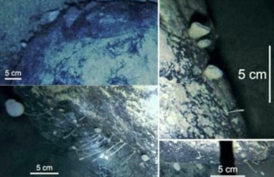 På steinen fant geologene både sopp, svamp og andre uidentifiserte organismer. Hvordan de har klart å overleve i det stummende mørket uten tilgang til sollys er et stort mysterium for forskerne. På steinen fant geologene både sopp, svamp og andre uidentifiserte organismer. Hvordan de har klart å overleve i det stummende mørket uten tilgang til sollys er et stort mysterium for forskerne. Foto: British Antarctic Survey
