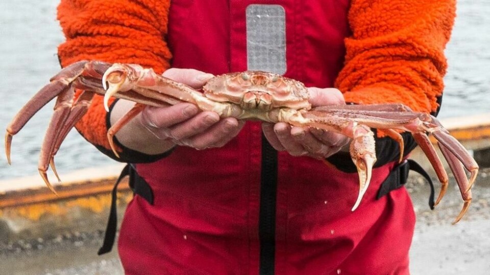 HAVRETT: Snøkrabbefangst på kontinentalsokkelen rundt Svalbard har blitt en prinsippstrid mellom EU og Norge, om retten til ressurser på havbunnen.