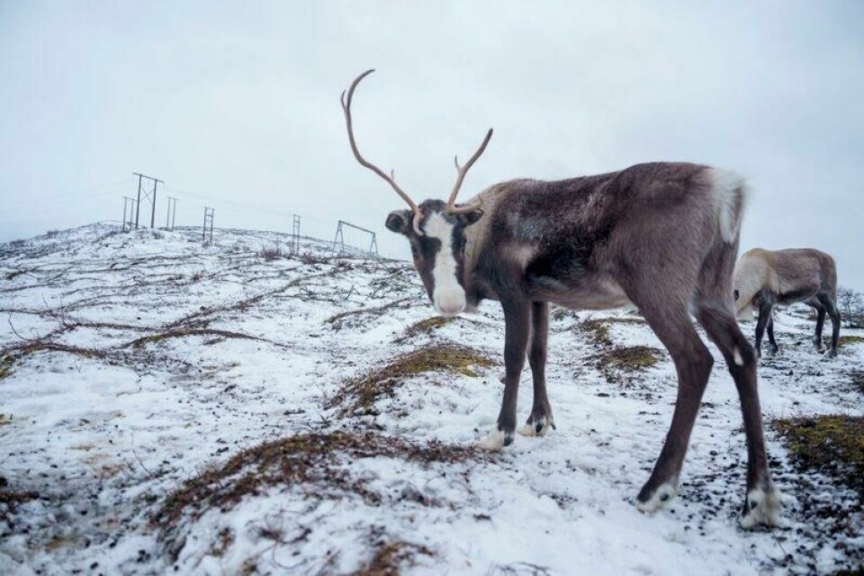 En ny kraftlinje fra Troms til Øst-Finnmark skaper debatt. Her fra Kvaløya i Tromsø.