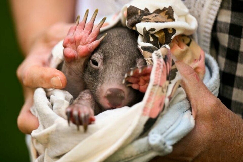 En baby-vombat fotografert i Canberra i 2022. Arkivfoto: Lukas Coch / AAP Image via AP / NTB